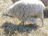 Lambing147.JPG