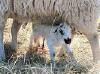 Lambing148.JPG