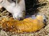 Lambing155.JPG