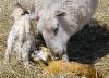 Lambing0163.JPG