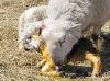 Lambing162.JPG