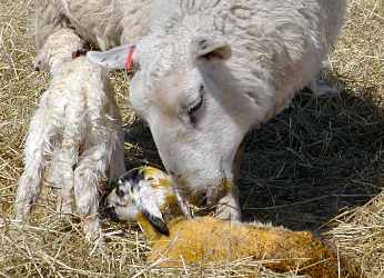 Lambing0163.JPG