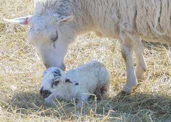 Lambing144.jpg