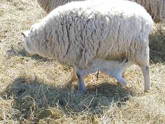 Lambing147.JPG