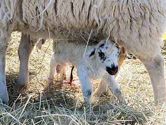 Lambing148.JPG