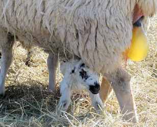 Lambing149.JPG