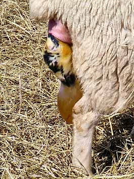 Lambing153.JPG