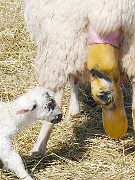 Lambing154.JPG