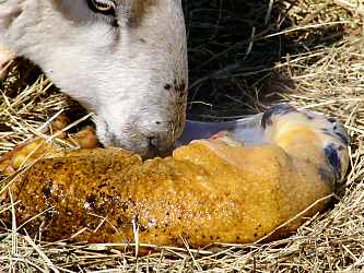 Lambing155.JPG