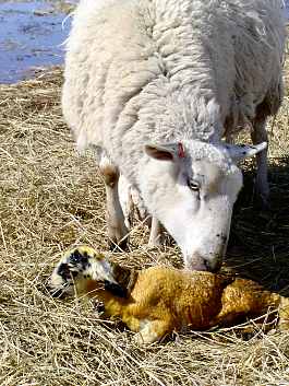 Lambing159.JPG