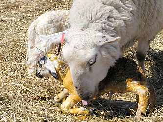 Lambing162.JPG