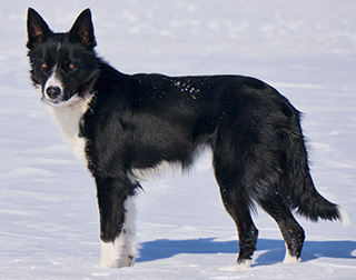 Jill CBCA 8735, border collie